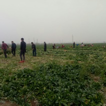 荠菜大量上市