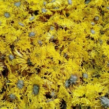 药用菊花
