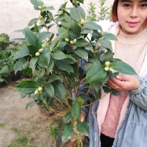 茶花，山茶花苗，山茶花树苗，山茶花盆栽，山茶花苗盆栽