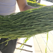 贡菜