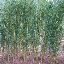 金镶玉竹紫竹苗青竹苗龟甲竹金镶玉竹苗罗汉竹苗庭院