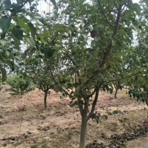 梨树苗、基地直供？、占地梨树、现货供应、现挖现发
