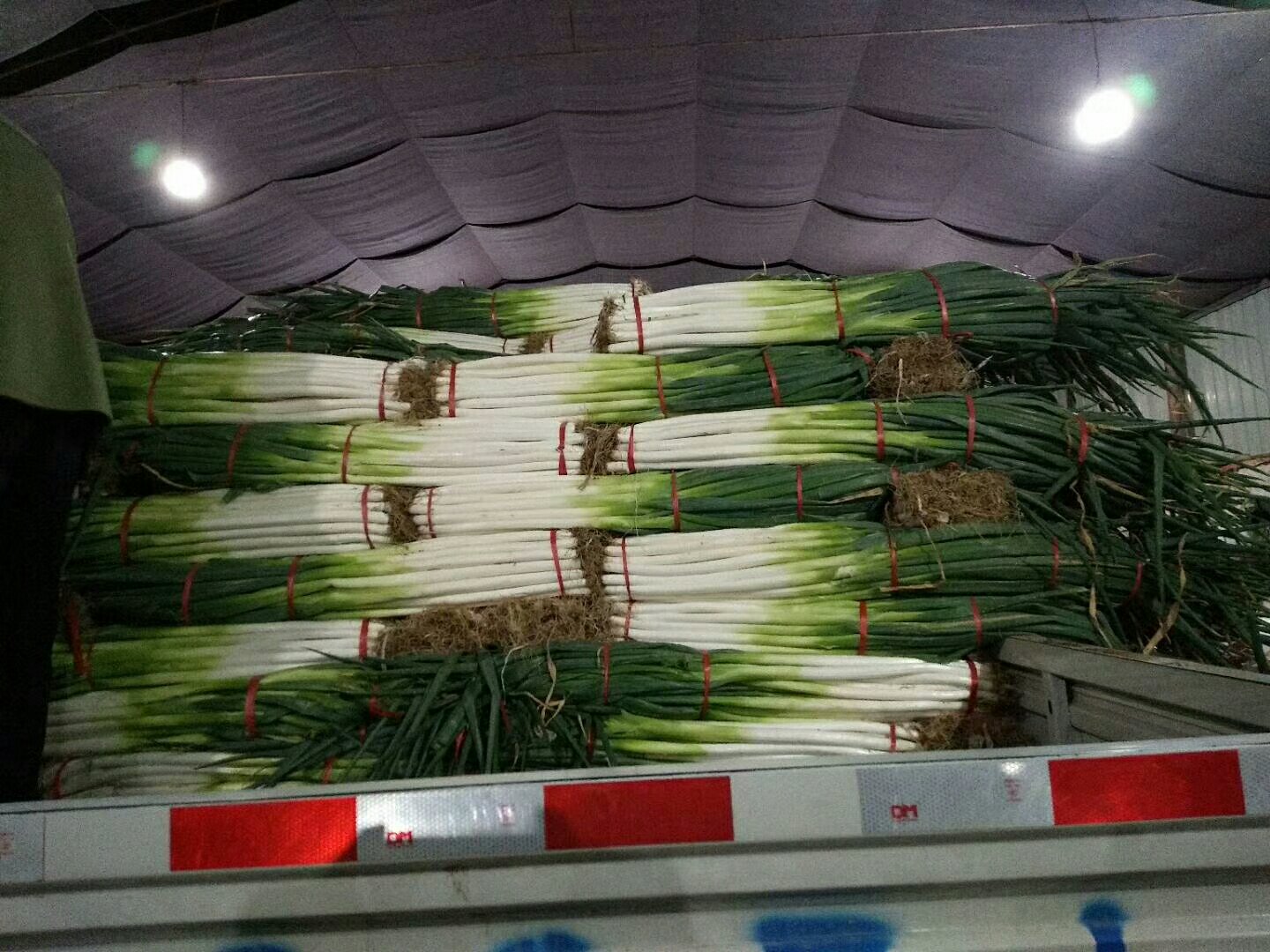 商丘市虞城县某农业合作社内,工人正在对 freshly harvested 大葱进行去叶、清洗、分级和捆扎作业,传送带旁摆放着印有‘河南商丘大葱’地理标志的纸箱,背景为冷链运输车辆待装场景 河南商丘大葱采收与分级包装现场