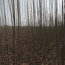 优质107杨树苗杨树苗基地直发可视频看货
