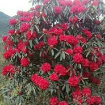 出售，大红花，映山红
