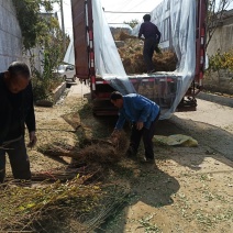 【红石榴苗】南边种植包邮石榴千层花石榴果石榴南边种植包邮