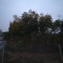 安徽淮北栾树出售