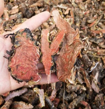 大量出售红景天全干无霉支持视频看货