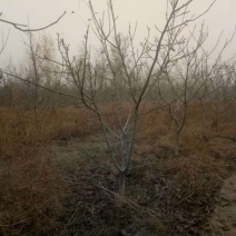 各种规格嫁接，实生核桃树大量便宜出售