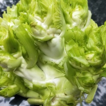 精品大儿菜