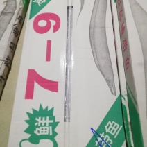 舟山刀鱼
