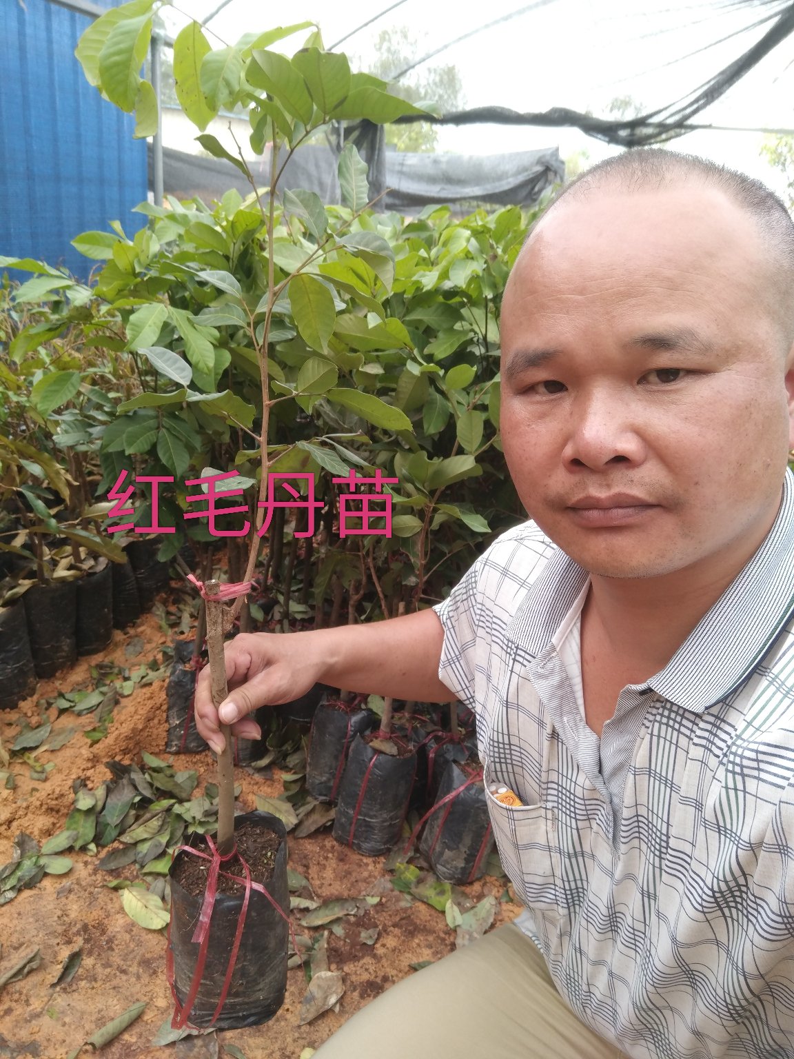 红毛丹苗泰国红毛丹