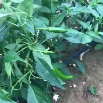 贴片滴灌带