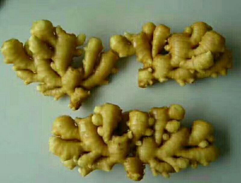 一根表皮淡黄、略带泥土痕迹的老姜,表面有明显的节状结构,顶部残留褐色茎基,整体形态饱满结实,旁边摆放一把不锈钢刀具用于对比大小,背景为木质砧板,光线柔和自然 老姜特写