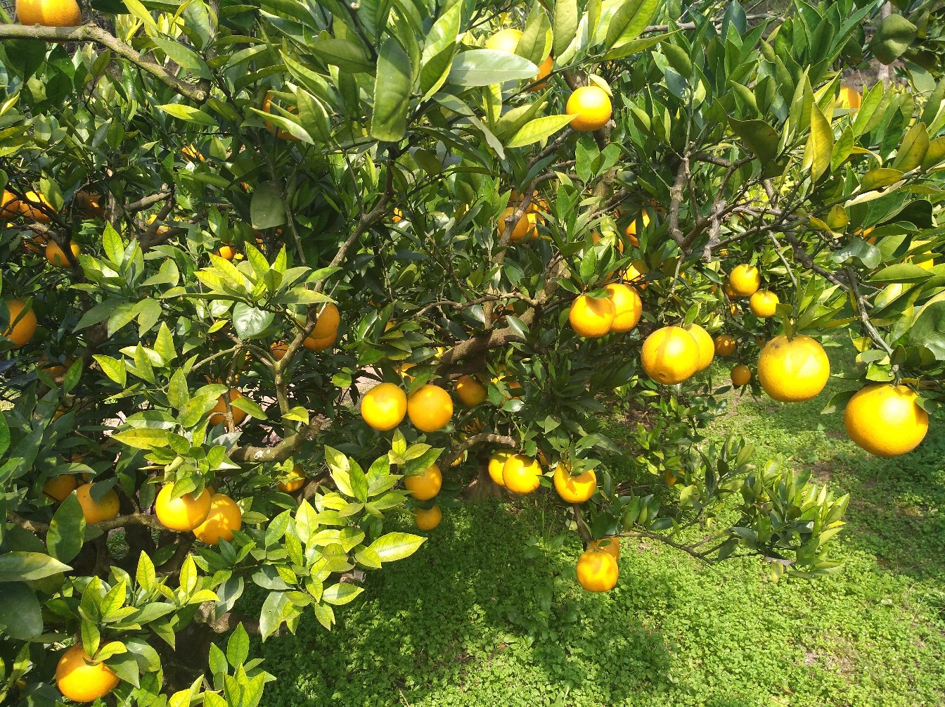 金堂脐橙标准化育苗基地中的温室容器苗圃全景
