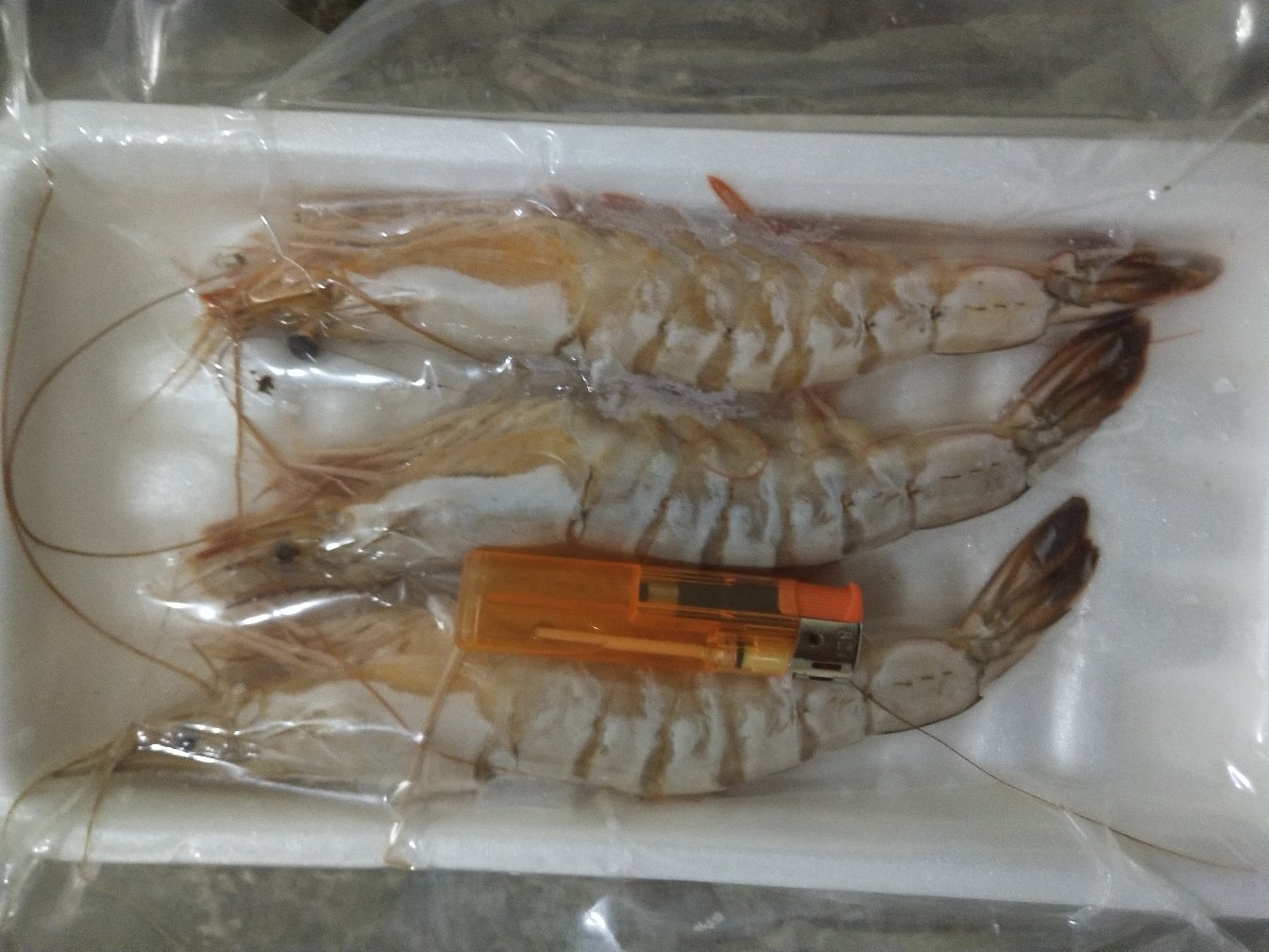 一张展示南美白对虾从大到小三个规格的实物对比图,背景为白色托盘,左侧为特大号对虾(约35克/只),中间为大号(约28克/只),右侧为中号(约22克/只),每组5只并列摆放,配有标尺参考 南美白对虾不同规格对比图