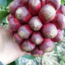 黑老虎