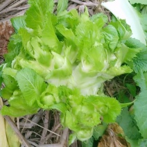 儿菜