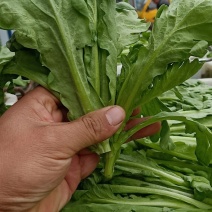 社旗县胖子蔬菜供应大叶茼蒿！