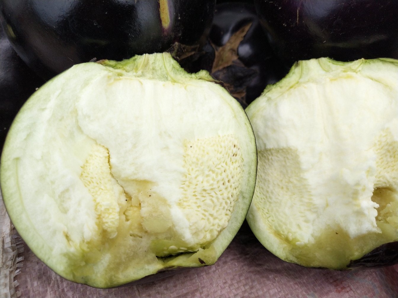 一张清晰标注的茄子外部与内部结构图,包括果柄、宿存萼片、紫色光滑果皮、白色海绵状果肉以及中心分布的细小种子,图像为纵向剖面与完整果实并列展示 茄子整体结构示意图