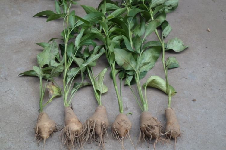 白术植株与干燥根茎对比图