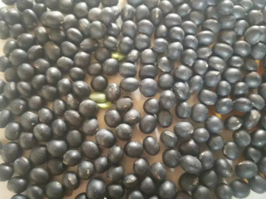 中国黑豆主要产地分布示意图,标注东北、山东、河北等地 黑豆产地分布图