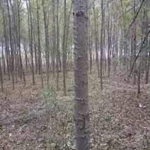 榆树