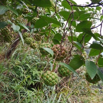黑老虎果