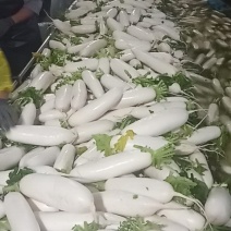 ️️白萝卜️️️️️，沙洋萝卜大量上市！