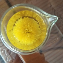 婺源黄菊