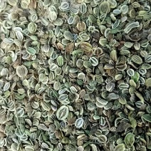 前胡种子二年生基地欢迎考察订购