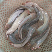 本地塘角鱼2.5-5两