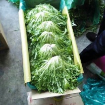 精品苦菊，大量上市，产地直销