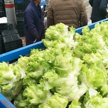 砀山儿菜大量上市