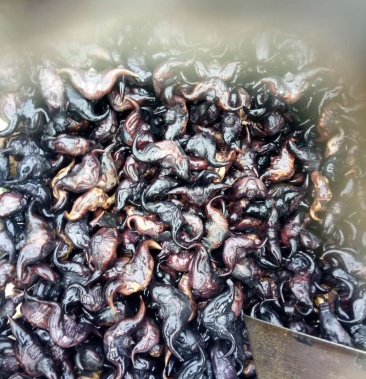 脱皮菱角大小青菱牛角菱两角菱 湖北黄冈蕲春