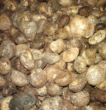 [油桐籽批发]油桐籽价格3.20元/斤 - 一亩田