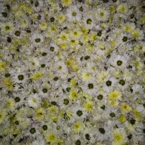 新鲜怀菊花