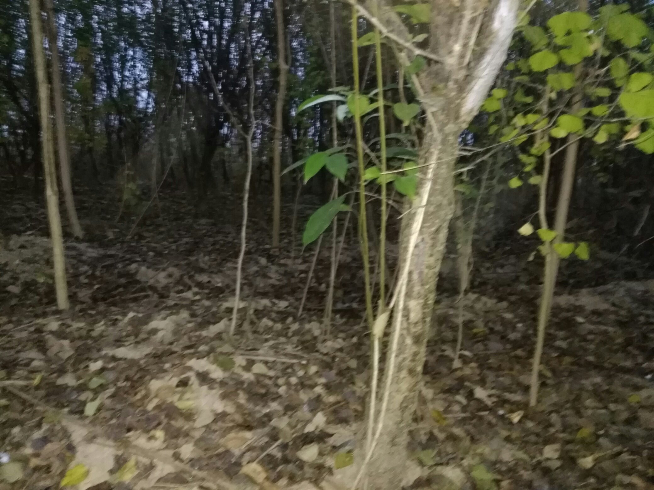 一名技术人员使用嫁接刀轻轻刮除红梅主干外层树皮,露出内部组织,正在观察形成层颜色是否为绿色或乳白色,以此判断植株是否仍有生命力。背景为春季园林环境,地面覆盖落叶。 红梅树干刮皮检测形成层状态