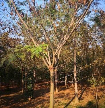 苗圃直销合欢830公分合欢树货源充足量大从优