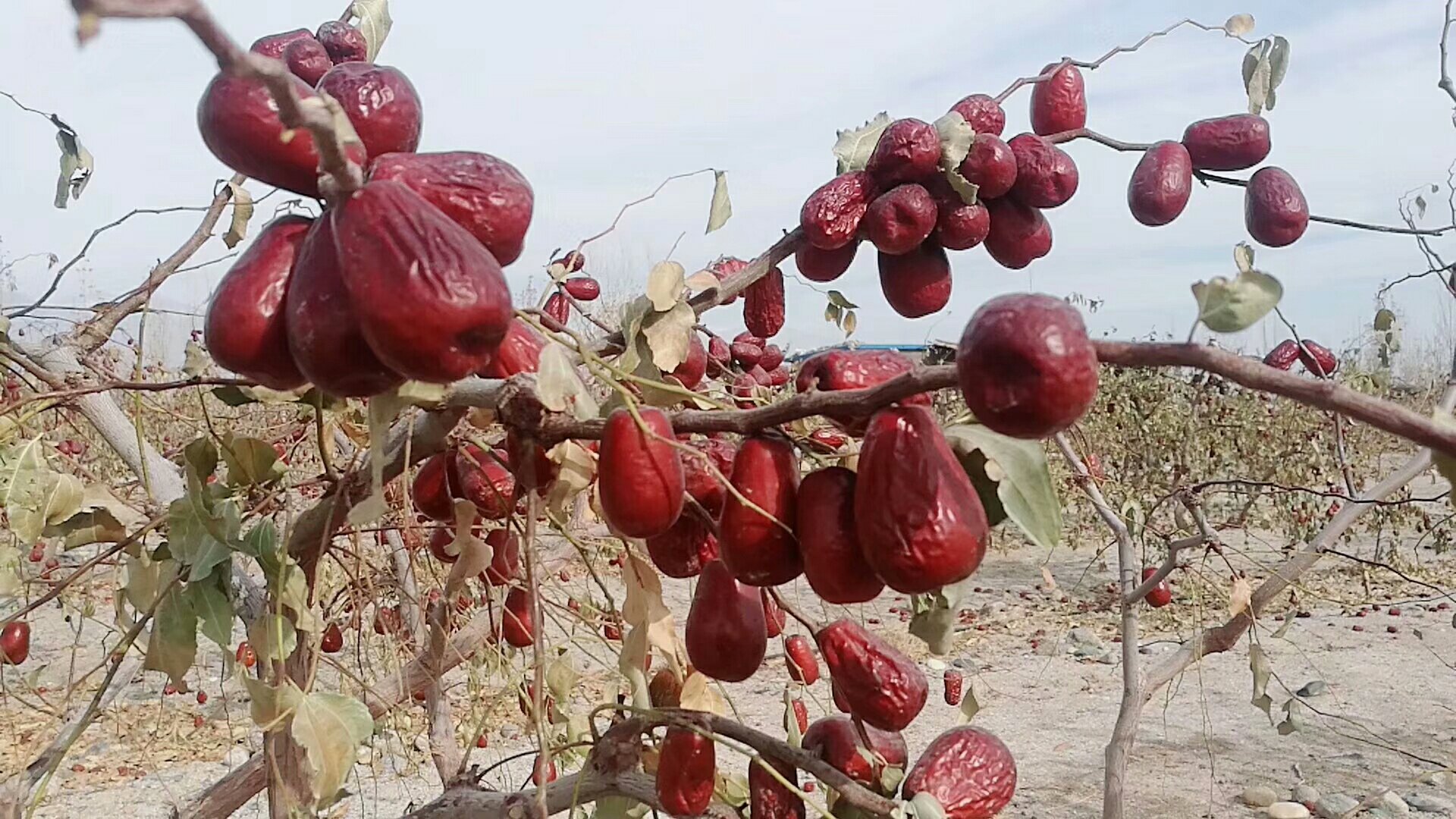 吊干红枣挂满枝头的丰收景象
