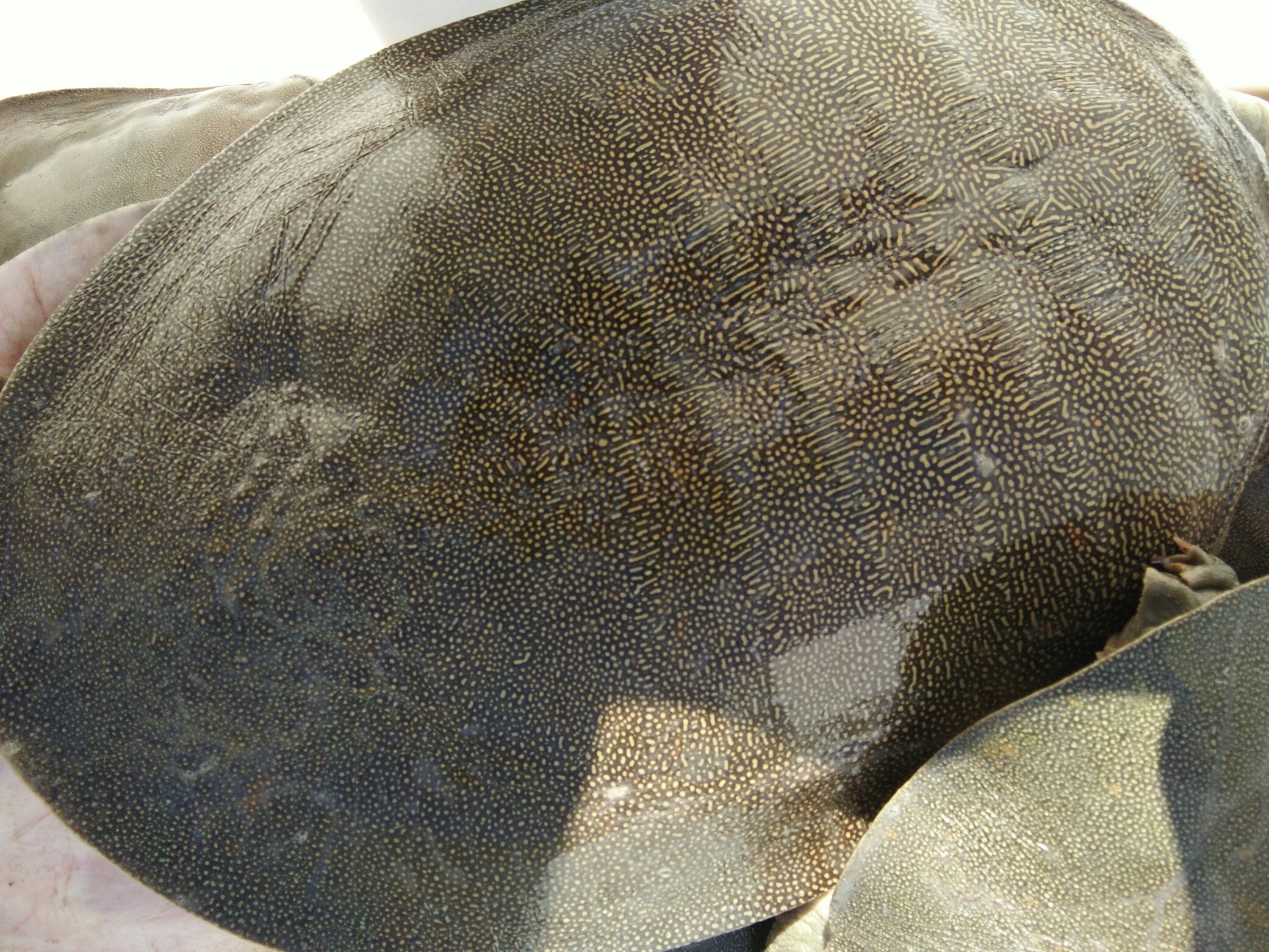 八角龟的形态特征