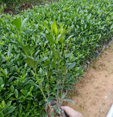 苗木基地直销/批发 小叶栀子,苗,袋苗 工程,绿化