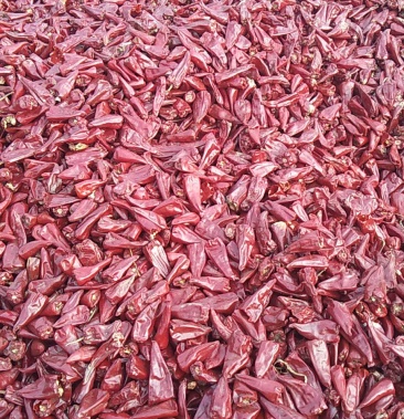 干尖椒大量有货,价格美丽有要的联系我