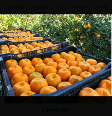 [椪柑批发]椪柑价格1.20元/斤 - 一亩田