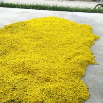 野菊花