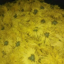 金丝皇菊