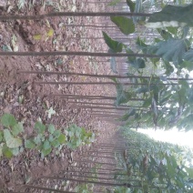 楸树，梓树，供应各种规格，大小都有，绿化公园行道树