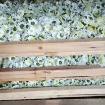 烘干贡菊
