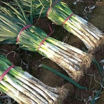 曹县铁杆王大葱，直径2-3厘米，白高45左右，葱白不软，