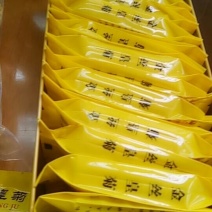 金丝皇菊茶